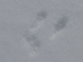 vole tracks