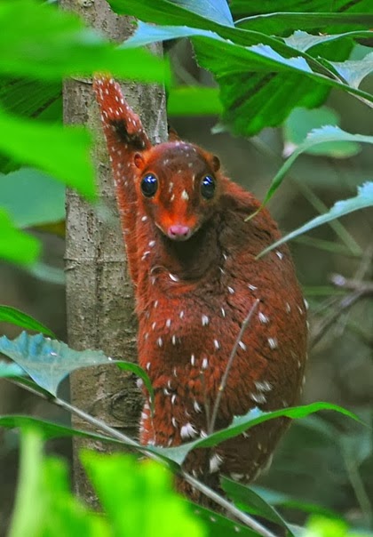 Sunda Colugo - 22 Bizzarre Animals You Probably Didn’t Know Exist