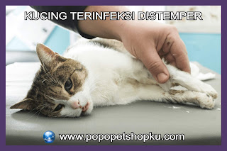 kucing terinfeksi distemper