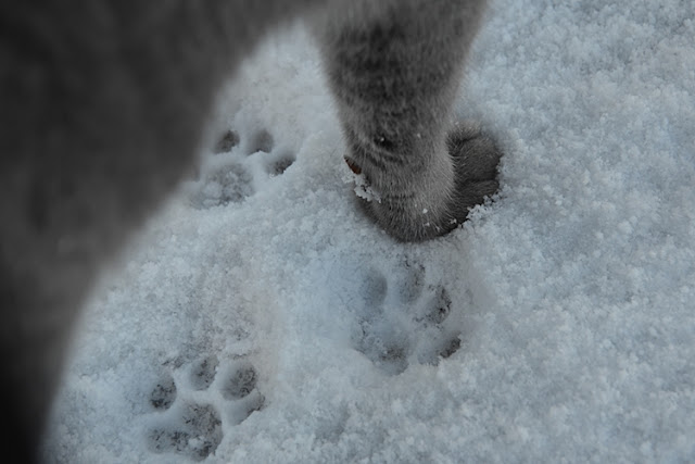 Neige Chat