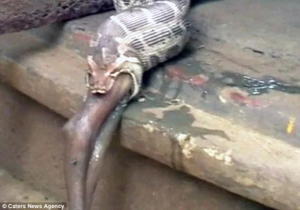 The Gruesome Moment A Massive Python Swallowed An Antelope (Photos)