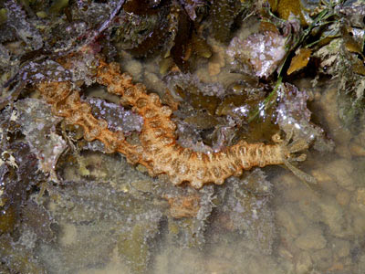 Synaptid sea cucumber