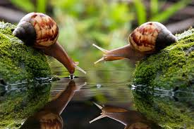  Snails also drink water!!!