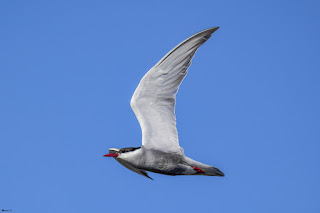 fumarel-cariblanco-chlidonias-hybrida-volando-