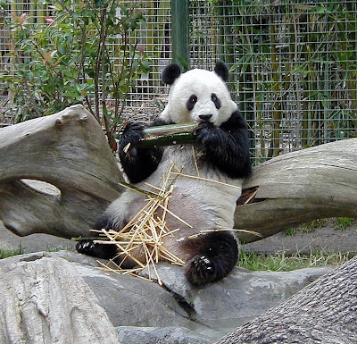 panda bear at san dieog zoo