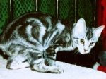 gambar kucing tabby classic