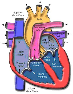 a Lebelled Diagram of the Heart : Anatomy and physiology Heart