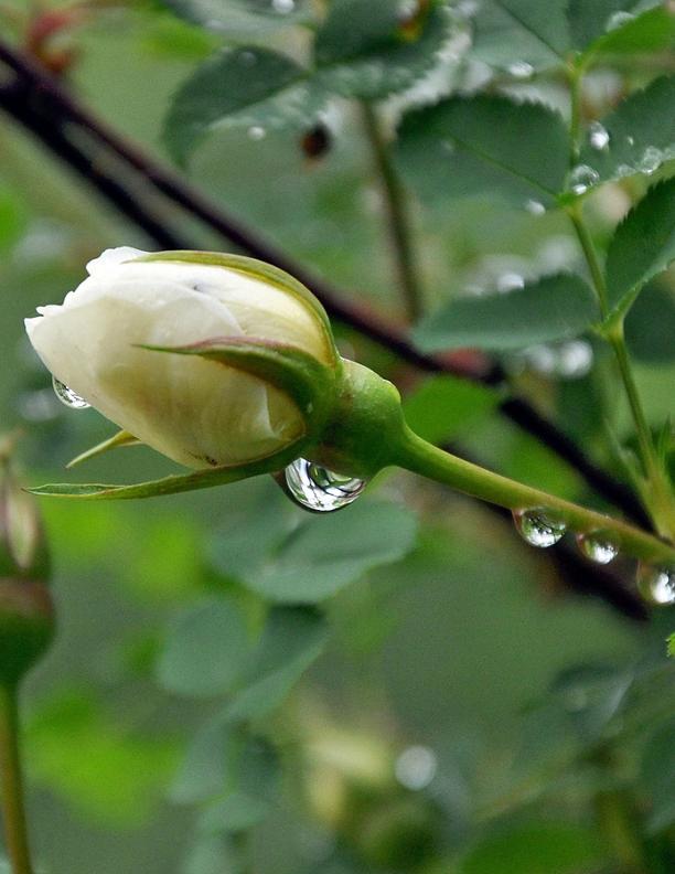 White Rose Bud