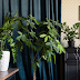 Velvet Enchantment: The 10 Most Beautiful Houseplants With Luxurious Foliage