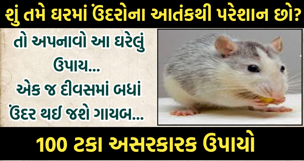 જો તમે ઘરમાં ઉંદરોના આતંકથી પરેશાન છો, તો તેનાથી છુટકારો મેળવવા માટે આ ઘરેલું ઉપાય અપનાવો.