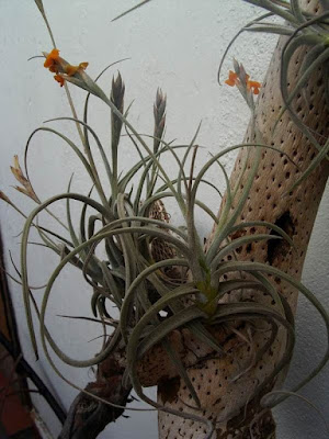 Tillandsia caliginosa air plants care and culture