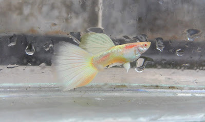 Ikan Guppy Albino German Yellow