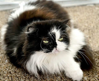 8- القطط الفارسية. Persian cat