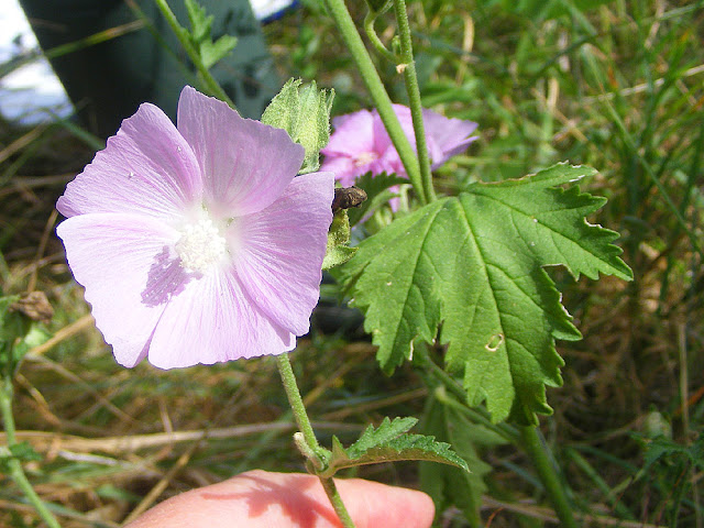 Greater Musk-mallow	Malva alcea, Indre et Loire, France. Photo by Loire Valley Time Travel.