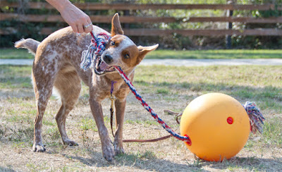 Water weight workout tug toy