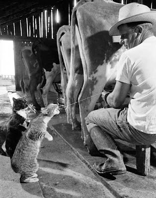 funny farm cats