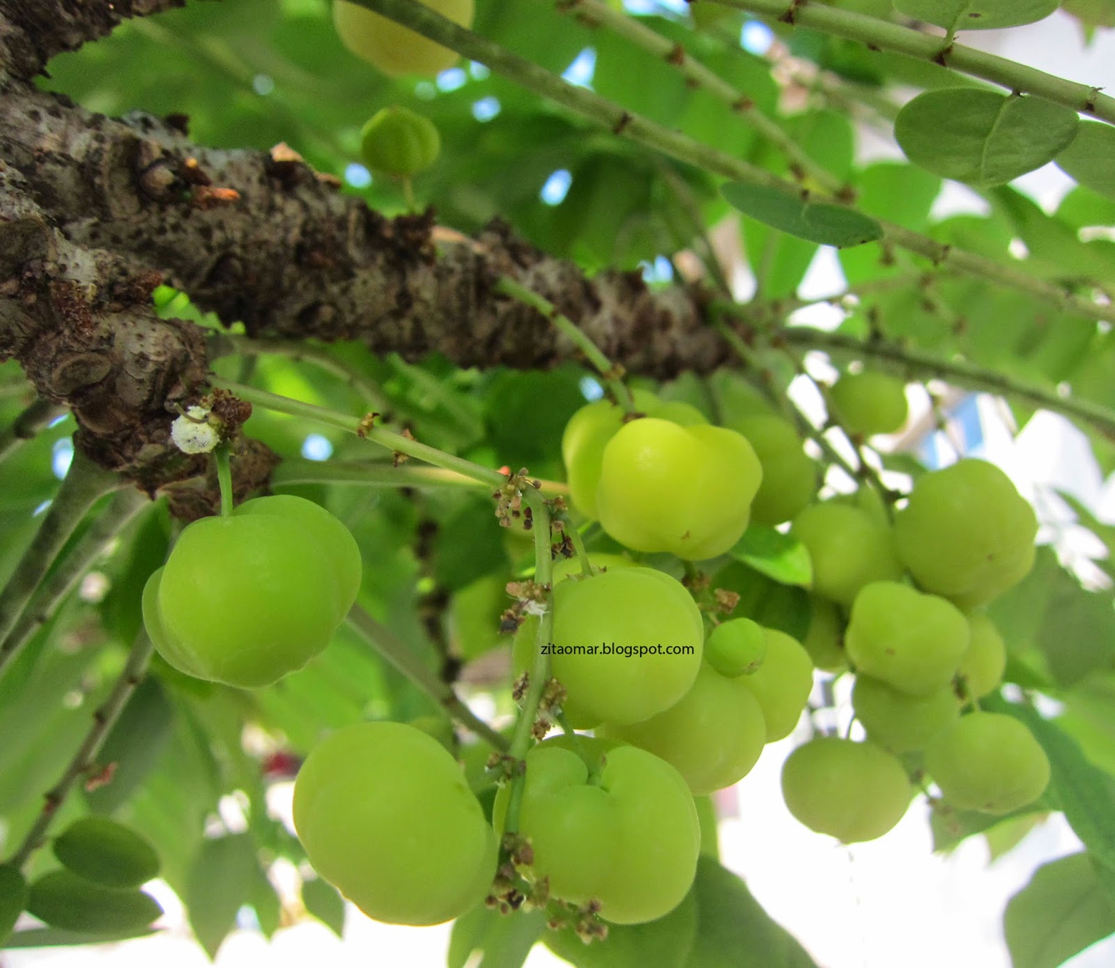 ...SeKaDaR CoReTaN....: BUAH CERMAI..