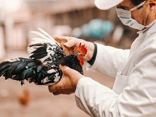 Bird Flu in US