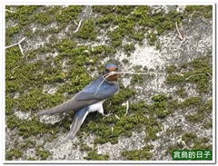 20120329_111622_029_JingMeiPark_3
