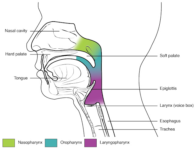 Nose twitching may increase the risk of Alzheimer's disease and dementia