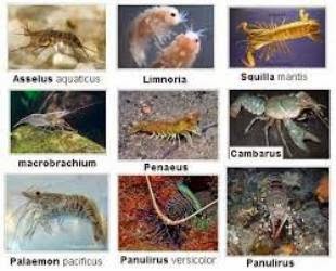 Penjelasan Ciri Klasifikasi dan Peranan Arthropoda 