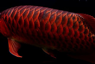 Arowana - The Fish of God