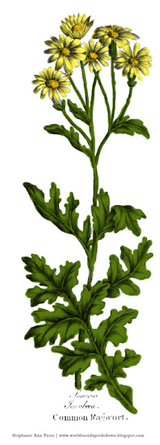 Colonial Herbs and Uses