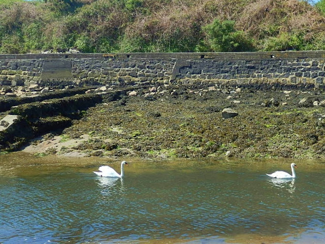 Swans at Par Beach