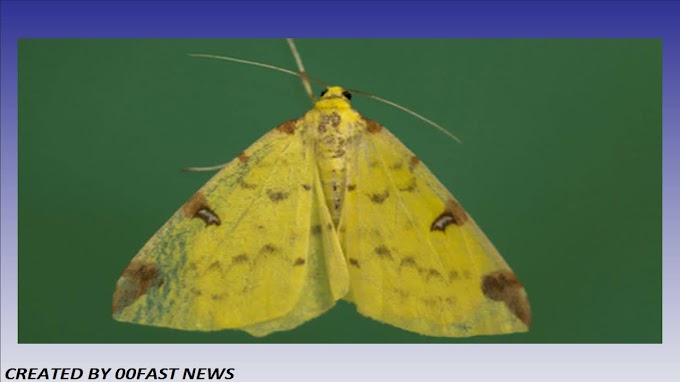 Nature emergency: Moths have 'mystery job' as critical pollinators | 00Fast News