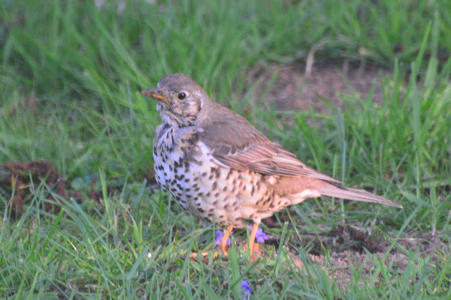 Turdus viscivorus