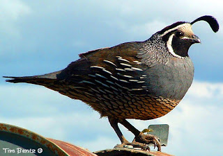  quail