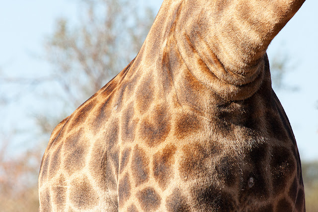 giraffa kruger safari sud africa