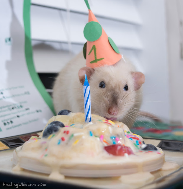 Jasper eating his birthday cake