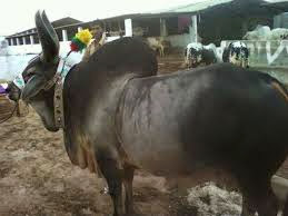 Bakra Mandi 2013,Eid ul Adha,Cow Qurbani,Camel Slaughter ...