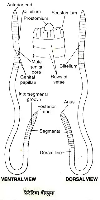भारतीय केंचुआ (Pheretima posthuma) वर्गीकरण, प्राकृतिक वास, लक्षण,चित्र का वर्णन|hindi