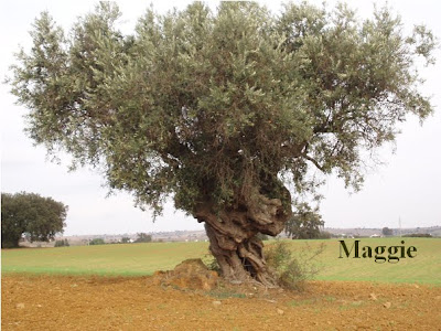 Pflege olivenbaum