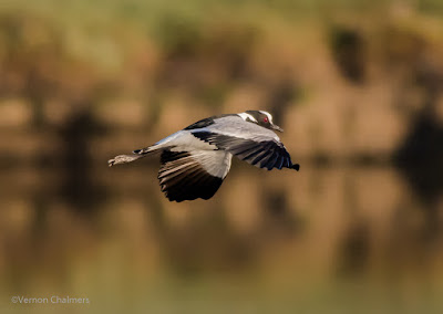 Blacksmith Plover over the Diep River - Woodbridge Island