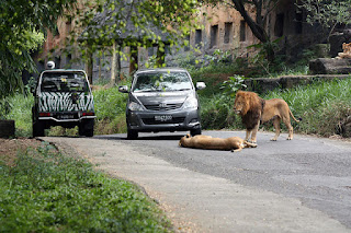 Taman safari