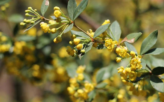 Berberis Pruinosa Flowers Pictures