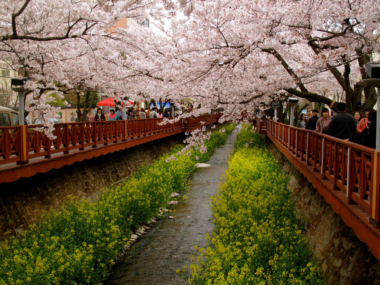 Gambar Bunga Sakura Jepang Indah Cantik Gambar Kata Kata