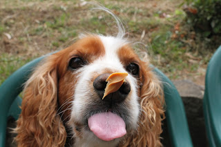 Really cute dog picture of English Cocker Spaniel catching food