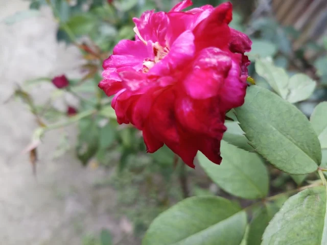 Beautiful pink colored rose flower