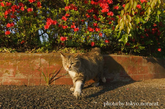 野良猫の写真