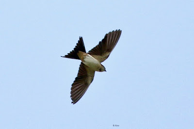 Red-rumped Swallow