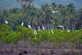 Ratusan Habitat Burung Di Hutan Terancam Punah  Kliping 