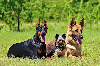 los pastores alemanes se llevan bien con otros perros