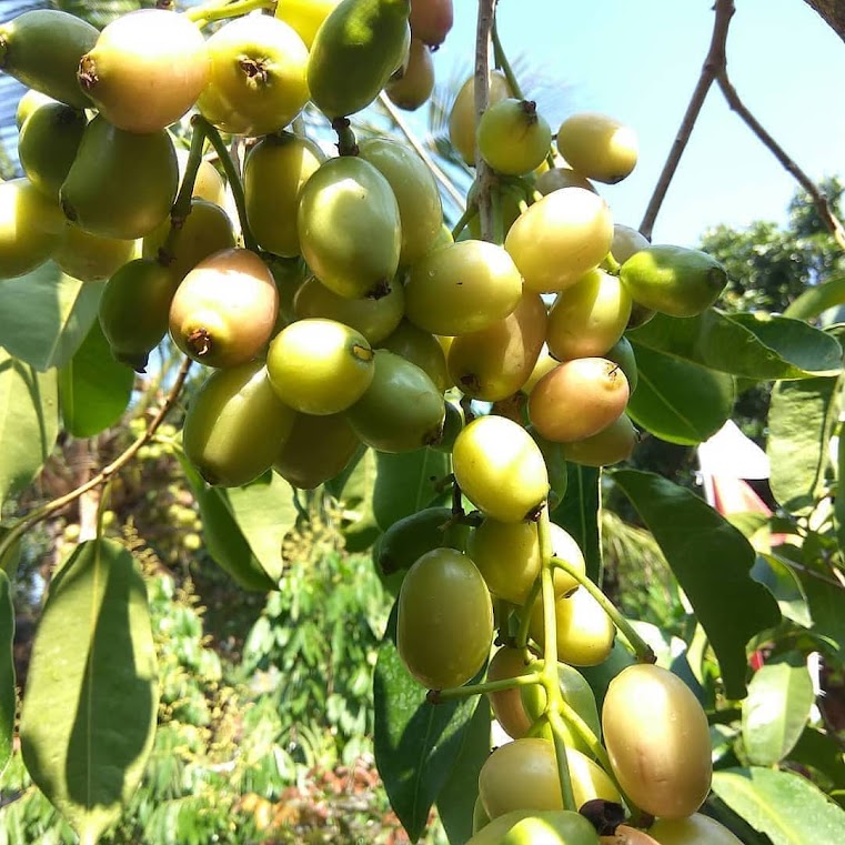 bibit tanaman jamblang putih yang paling bagus jayapura Medan