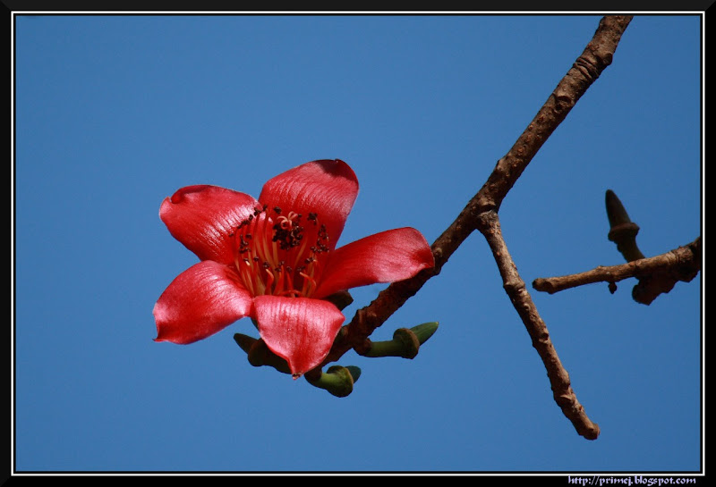 Red Flower