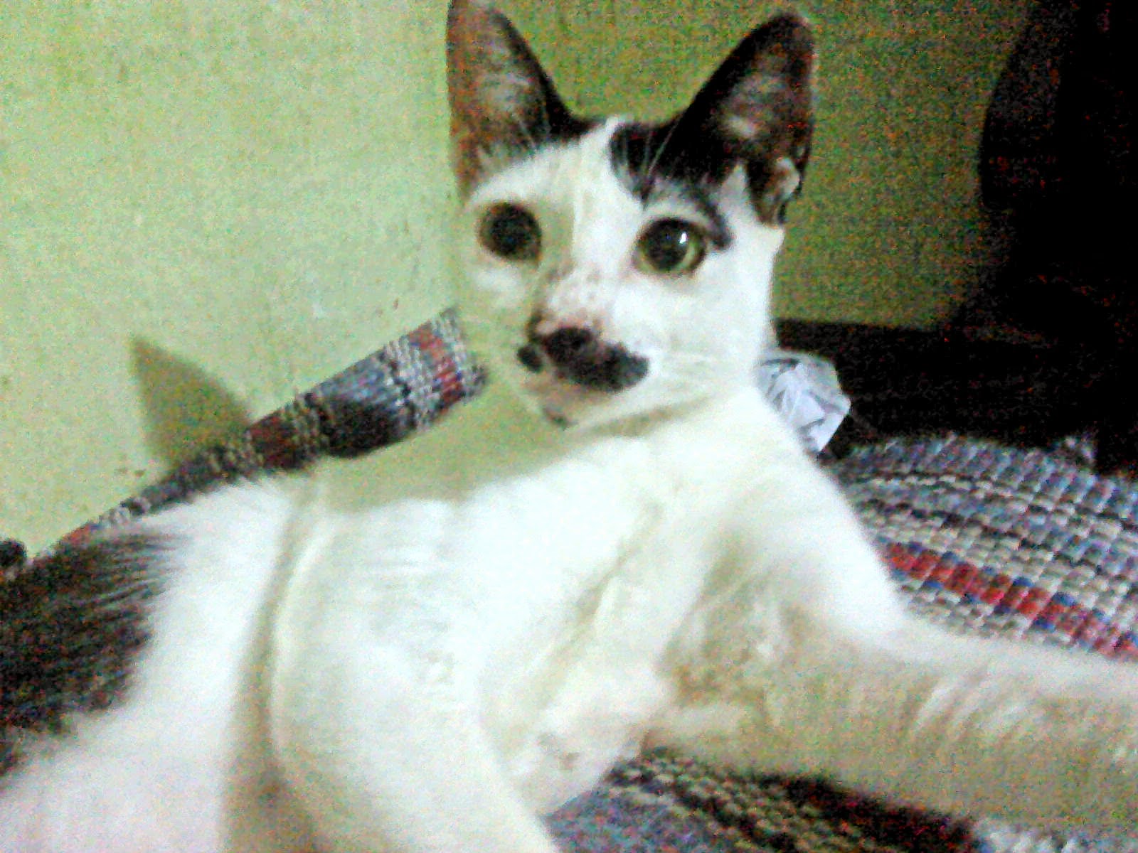 My Cat Foto Foto Kucing Kampung Lucu