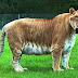 7 Hybrid animals that will blow your Mind